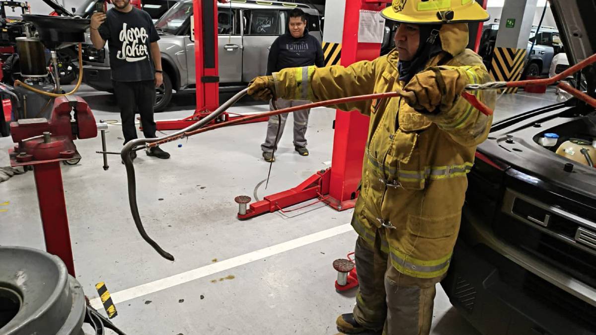 Sorpresa en negocio de Puebla: bomberos capturan una víbora dentro de un establecimiento en la colonia Anzures