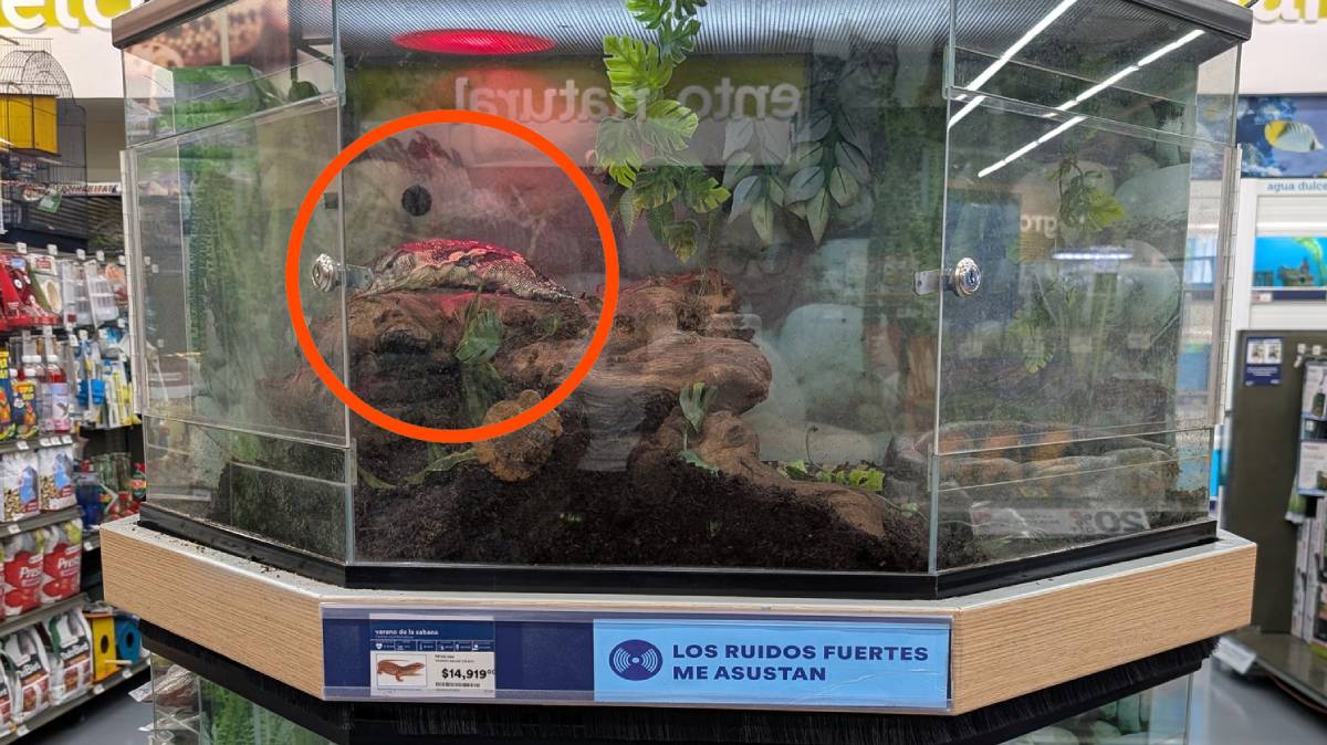 Petco Angelópolis Puebla exhibe varanos en pecera desde 2019; denuncian maltrato animal
