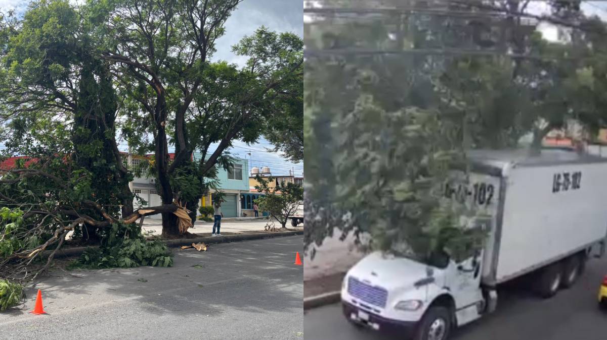 Tráiler manejado por mujer derriba árbol en Amalucan, Puebla