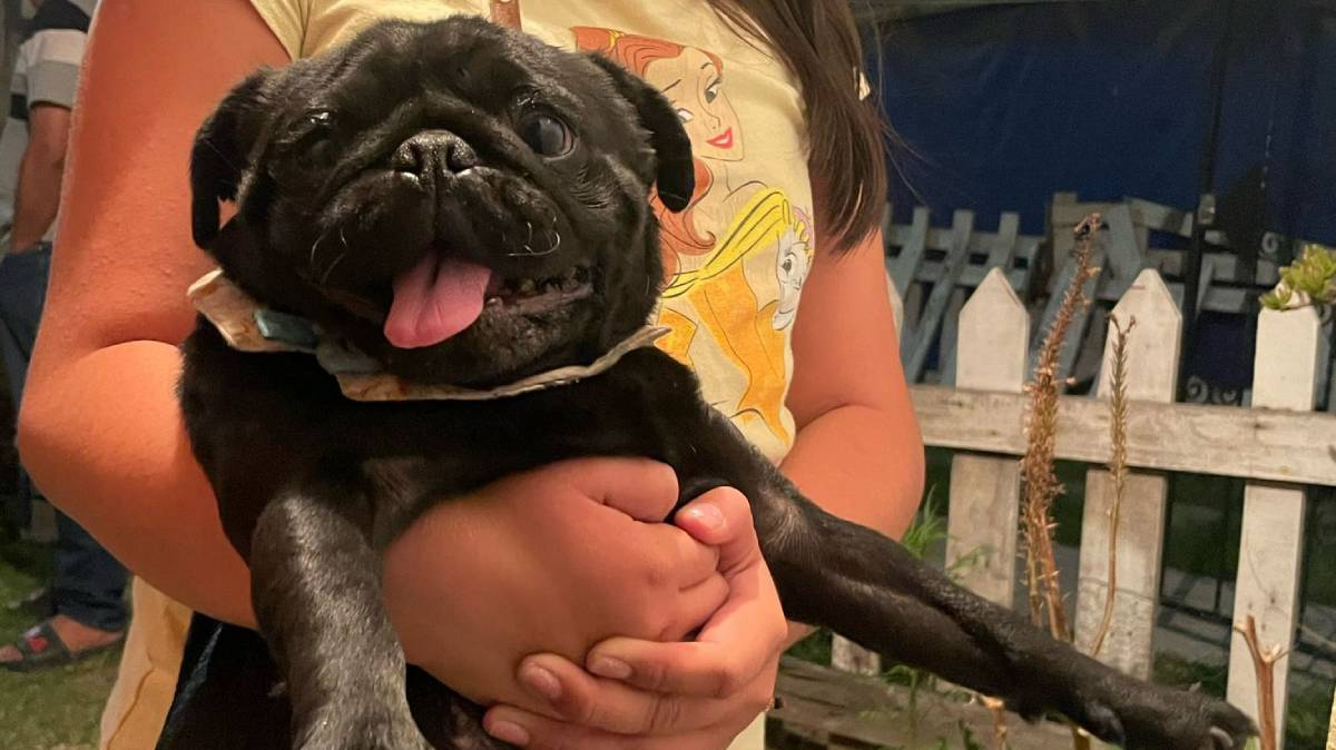 Sustraen a Bimba de casa en Infonavit San Aparicio; piden ayuda para encontrar a la pug en Puebla