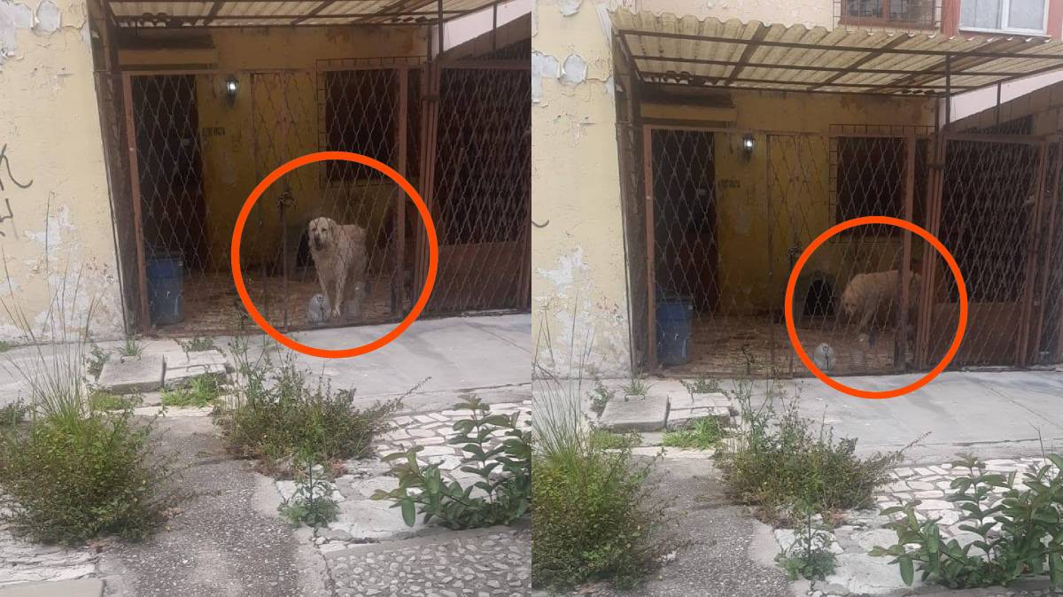 Vecinos piden rescatar a un perro abandonado en La Margarita; denuncian que vive solo y sin cuidados