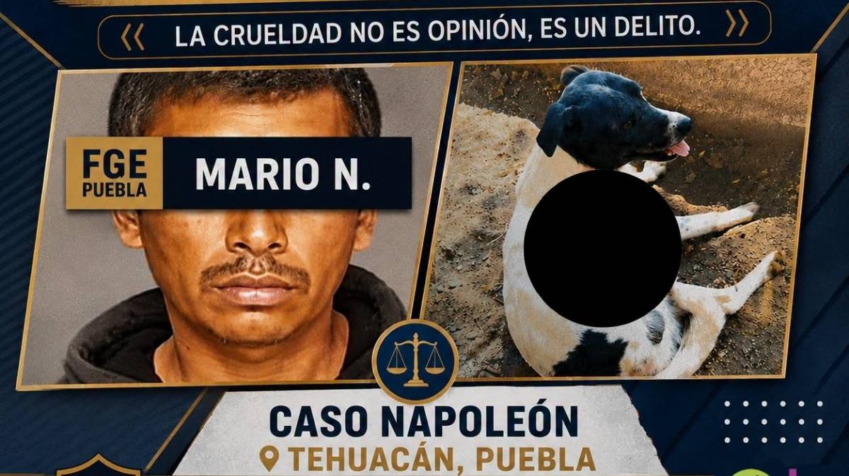 Tehuacán marca un precedente: declaran culpable a hombre por crueldad animal contra Napoleón