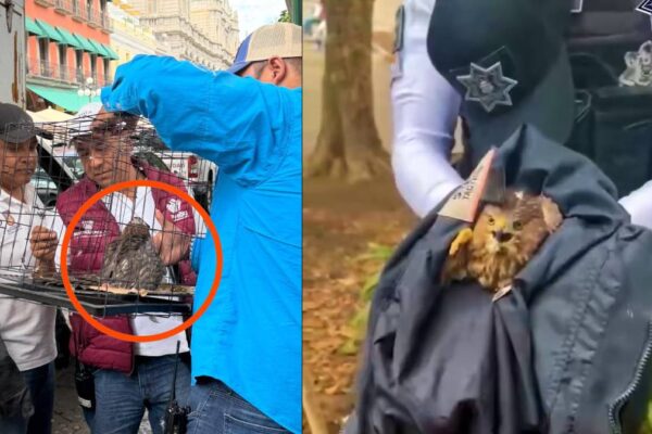 Rescatan un halcón en pleno Zócalo de Puebla; su aparición abre dudas sobre cómo llegó al Centro Histórico