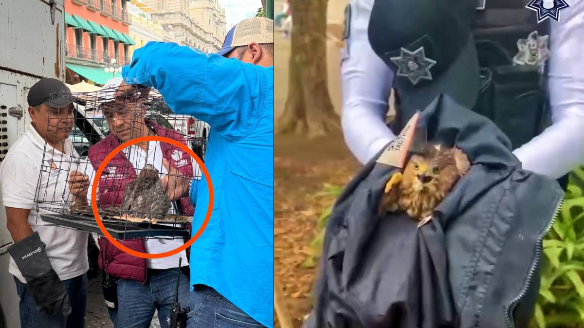 Rescatan un halcón en pleno Zócalo de Puebla; su aparición abre dudas sobre cómo llegó al Centro Histórico