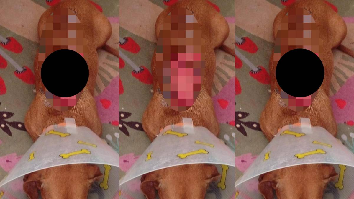 Kalua quemada por ladrar: familia pide ayuda al Instituto de Bienestar Animal de Puebla