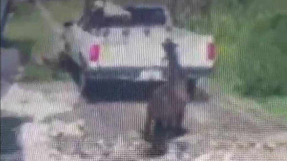 Denuncian brutal maltrato a un caballo en San Jerónimo Tianguismanalco; exigen intervención inmediata del Bienestar Animal