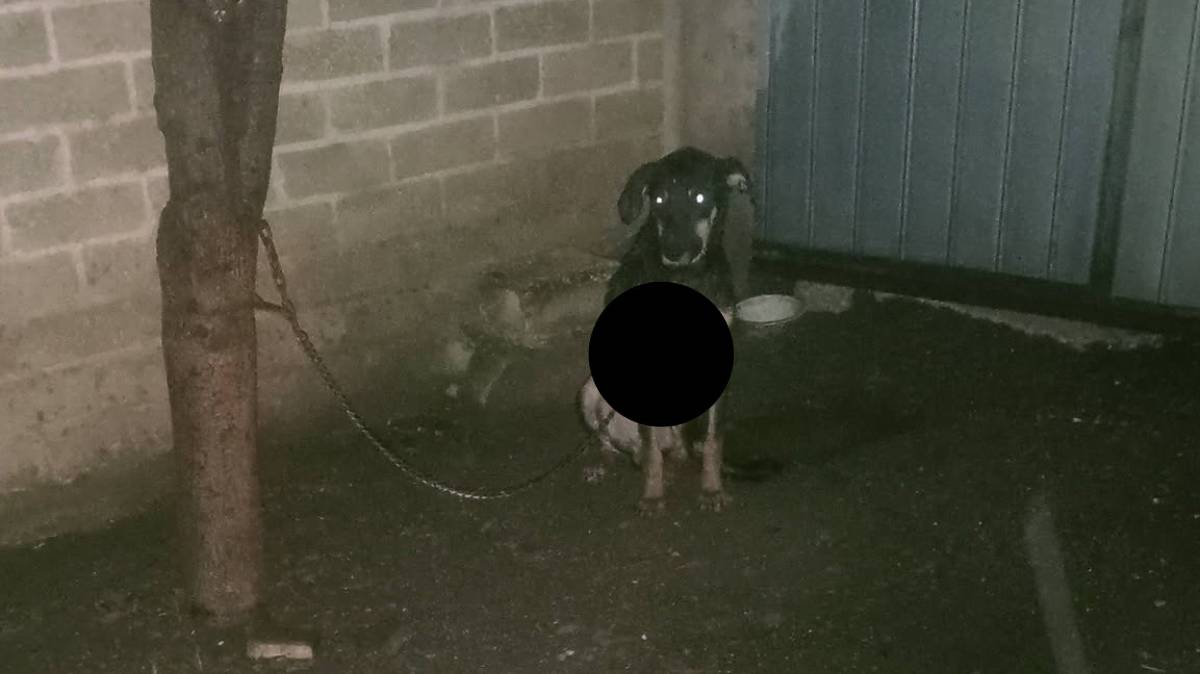 Denuncian abandono de un perro en Izúcar de Matamoros; piden al Bienestar Animal rescatarlo y ponerlo en adopción