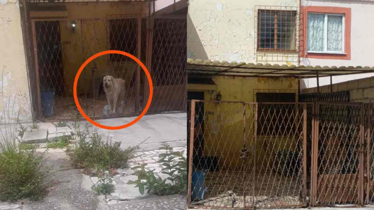 Tras denuncia vecinal, desaparece el perro de La Margarita; piden confirmar que se encuentre bien