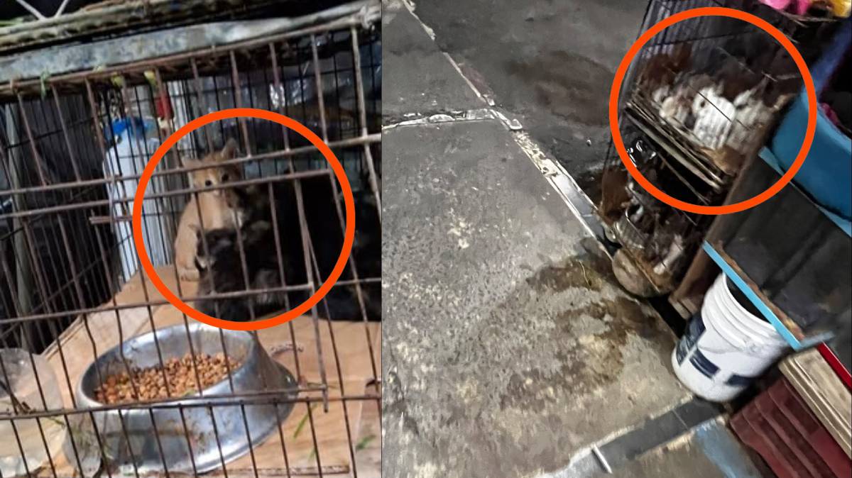 Denuncian venta de gatitos, conejos y tortugas en condiciones deplorables en el Mercado Hidalgo; acusan falta de acción del IBA Puebla