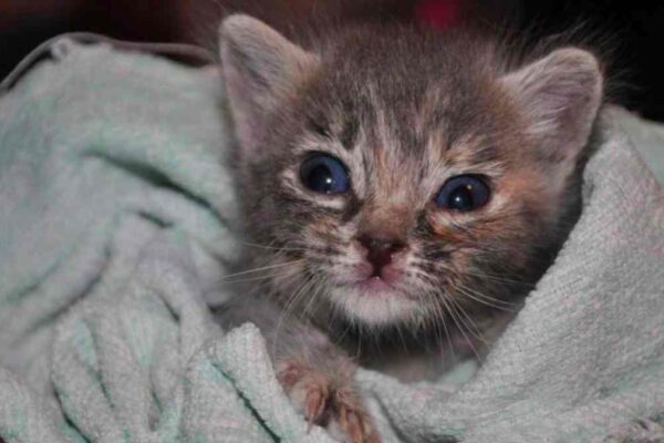 Puebla supera las 200 jornadas de protección animal; aplican 120 mil vacunas y realizan 18 mil esterilizaciones