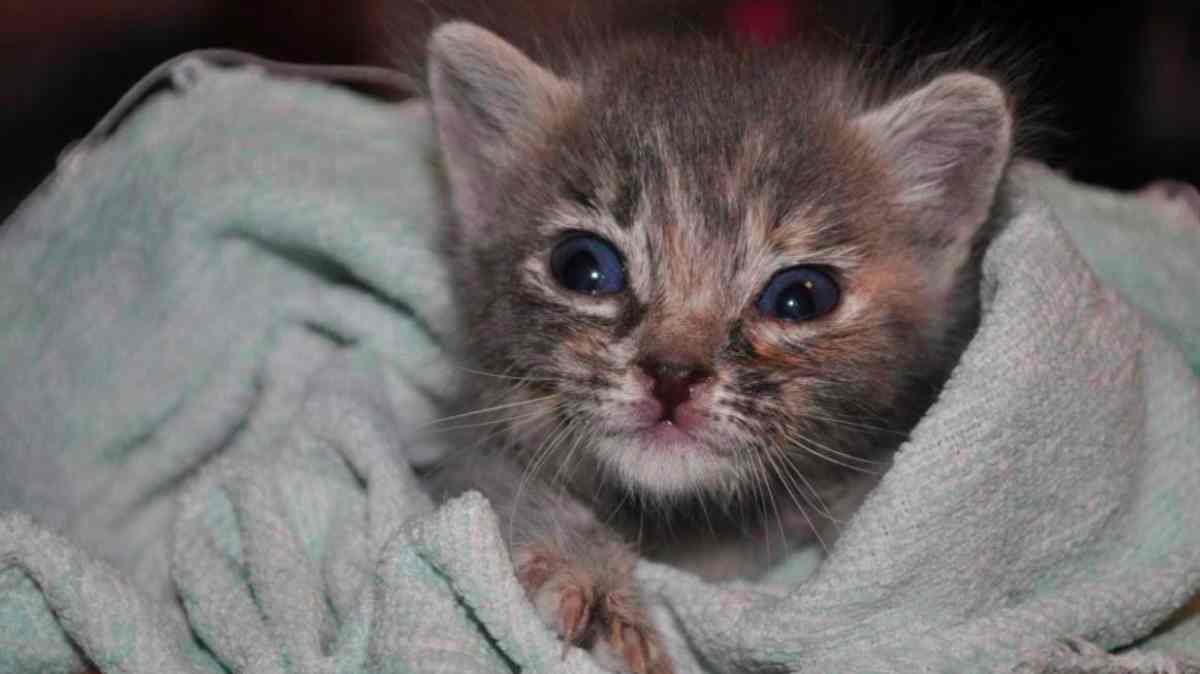 Puebla supera las 200 jornadas de protección animal; aplican 120 mil vacunas y realizan 18 mil esterilizaciones