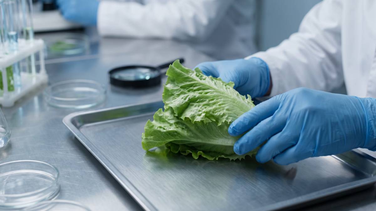Trump amenaza con imponer un nuevo arancel a la lechuga mexicana pese a pruebas negativas; crece la tensión comercial tras revisión del T-MEC