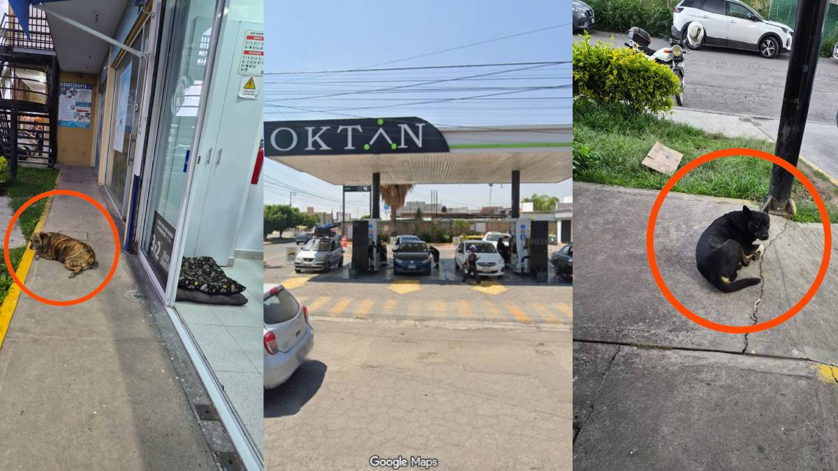 Indignación en Puebla: dueña de OKTAN planea envenenar perros que cuidan gasolinera
