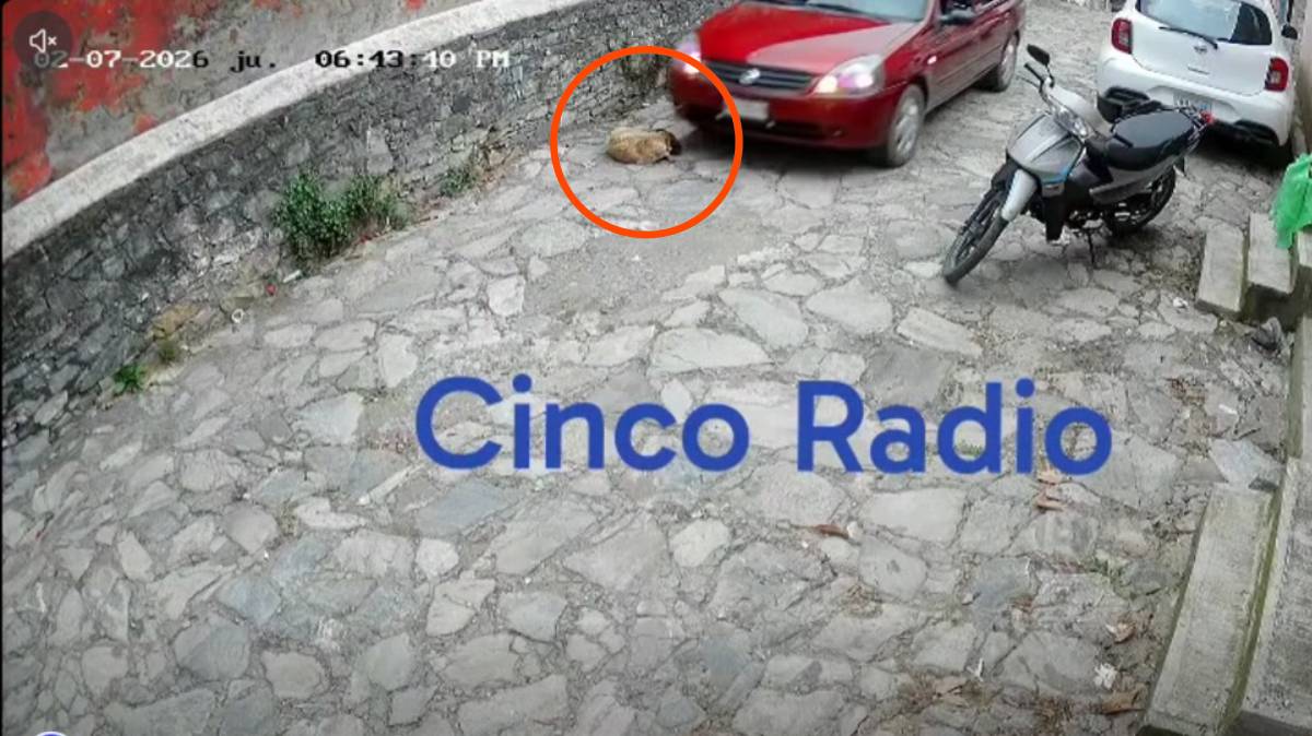 Taxi atropella a un perro en Zoquitlán; cámaras captan el momento y vecinos exigen justicia por “León”