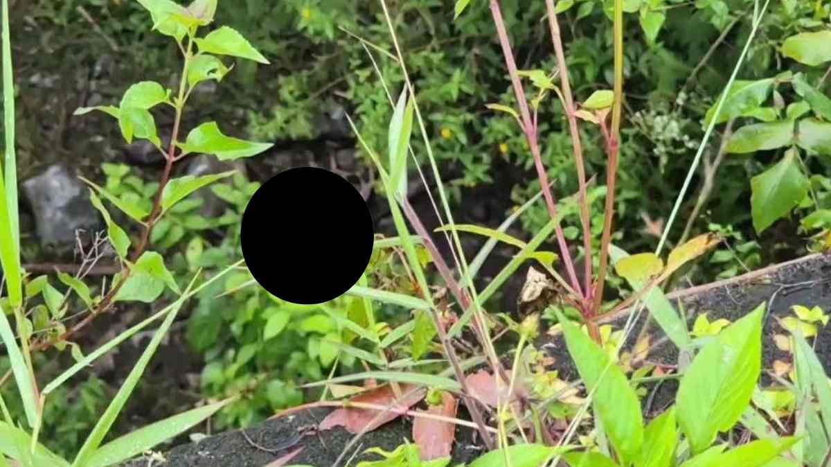 Hallan restos óseos en la Sierra Norte de Puebla; investigan si fueron abandonados en zona usada por grupos criminales