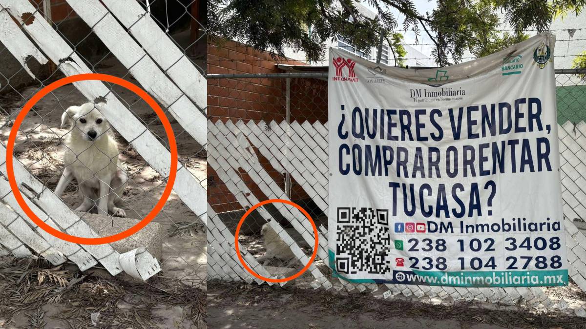Vecinos denuncian perrito abandonado en terreno de DM Inmobiliaria, Tehuacán; empresa se deslinda de inmueble