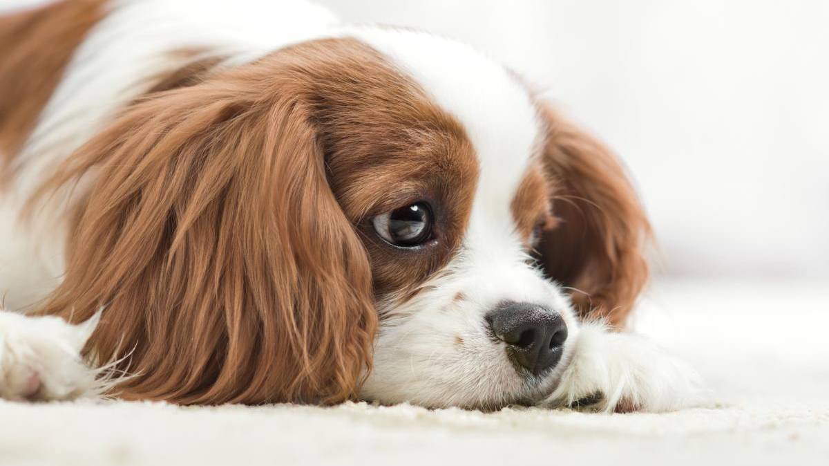 Congreso de Puebla va contra la difusión de videos de maltrato animal; compartirlos podría aumentar las penas de prisión