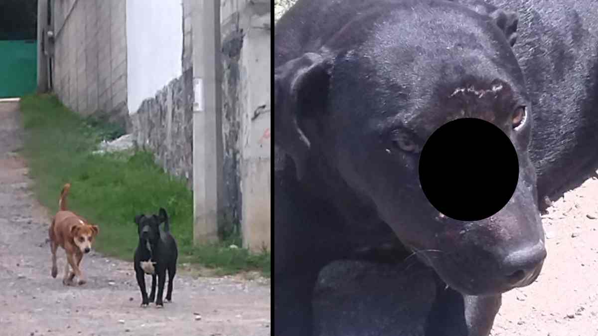 Vecinos de Cuautlancingo reportan ataque de perros en Barrio Nuevo León; una mujer resultó mordida y un perrito fue lesionado