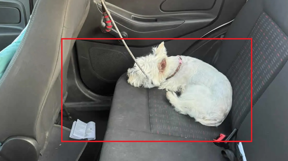 ¡Indignante! Dejan a perrito encerrado más de una hora en auto en Lomas de Angelópolis.