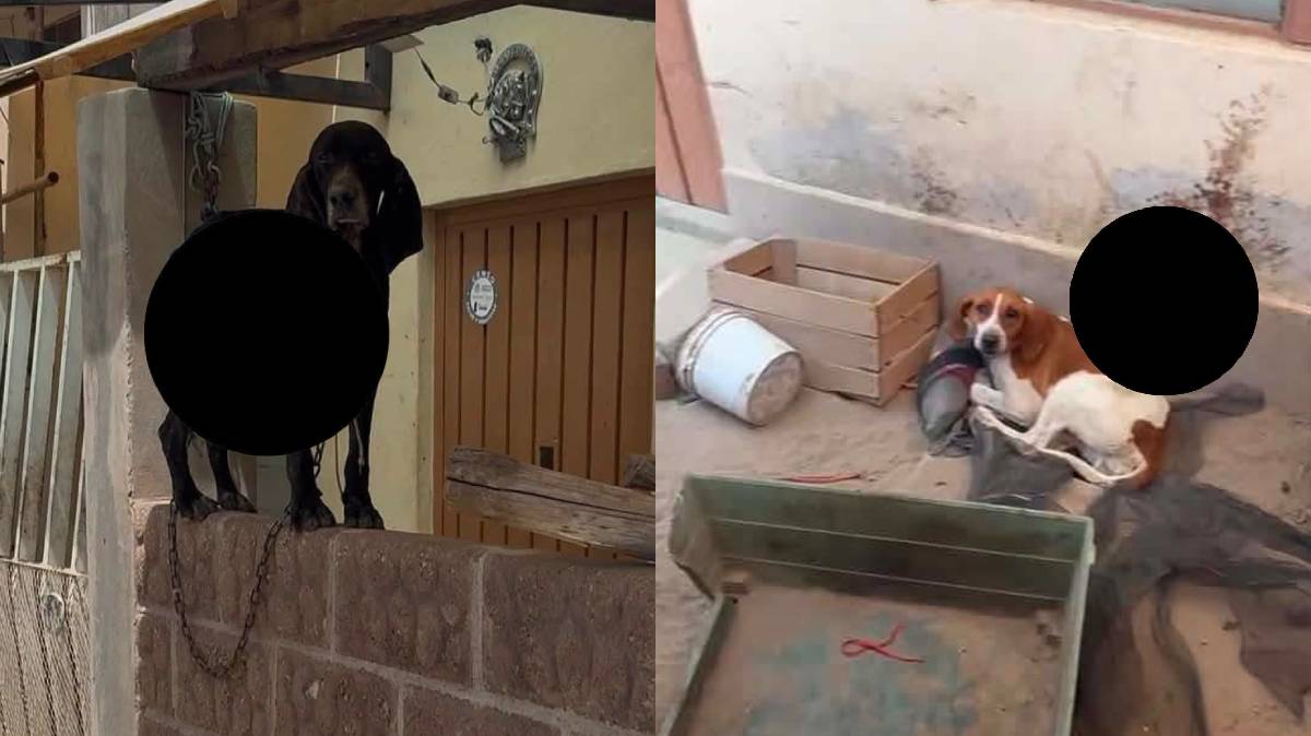 Denuncian maltrato animal en Tecamachalco: perros amarrados y desnutridos