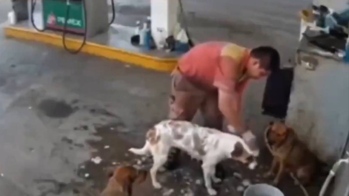 Despido de empleado que cuidaba perros callejeros desata rechazo en Puebla; la gasolinera intenta rectificar, pero ya era tarde