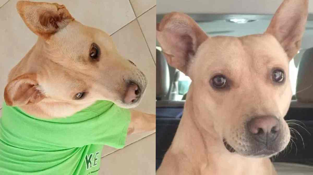 Piden justicia para Dobby, perrito envenenado dentro de su casa en Puebla; acusan a vecino de la Torre Santa Fe