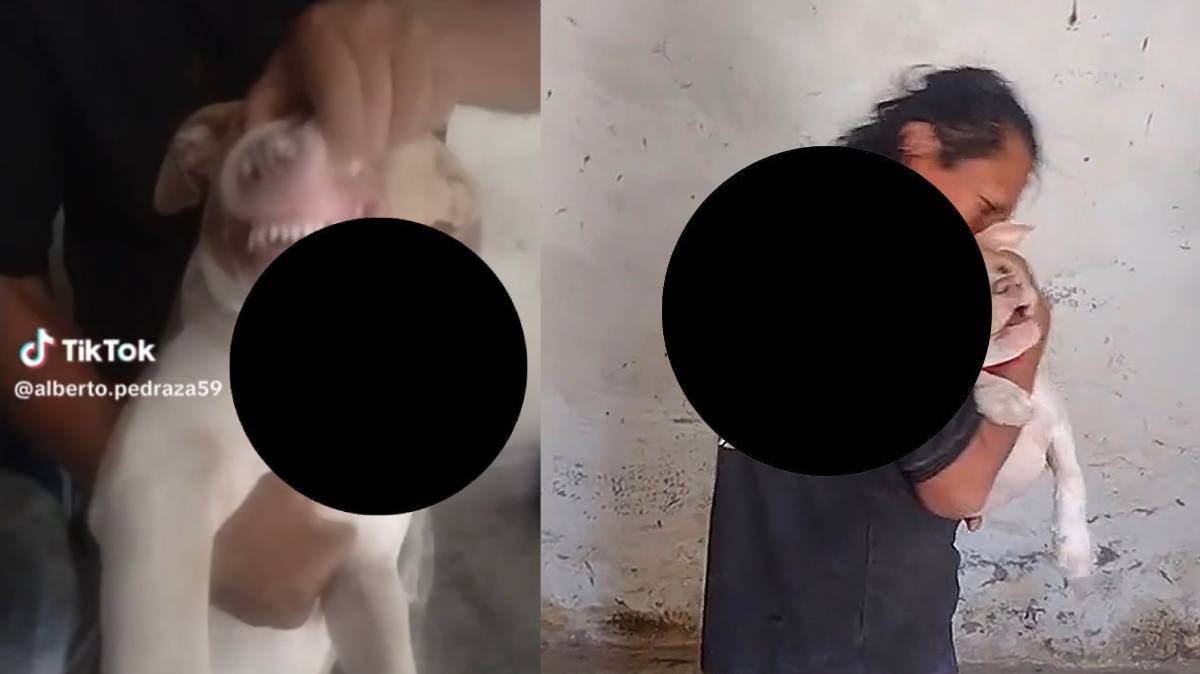 Crece la polémica por presunto maltrato animal: ahora señalan a familiares de tiktokers denunciados por agredir a un gato