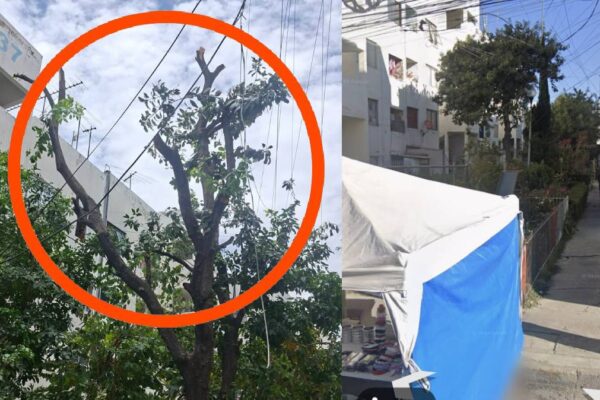 Árbol de casi 40 años desata reclamo vecinal en San José Xilotzingo; acusan al presidente de ordenar la poda