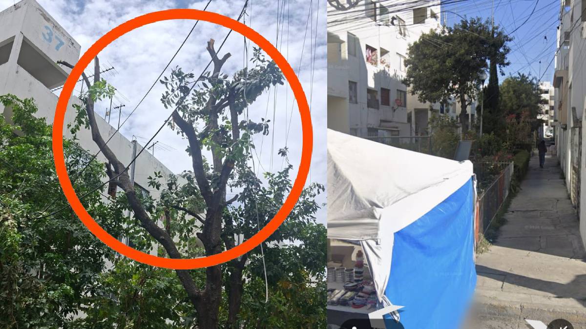 Árbol de casi 40 años desata reclamo vecinal en San José Xilotzingo; acusan al presidente de ordenar la poda
