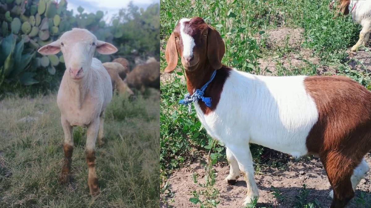 Roban 82 animales a mano armada en Tepeaca; buscan 66 borregos y 16 cabras