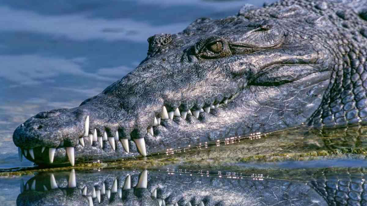 Confirman presencia de cocodrilo en Valsequillo y restringen actividades en el lago