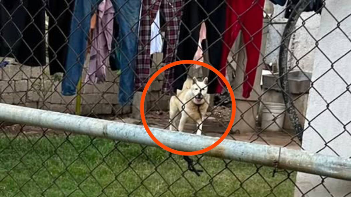 Vecinos denuncian que perro permanece amarrado con una cadena corta en Santiago Momoxpan