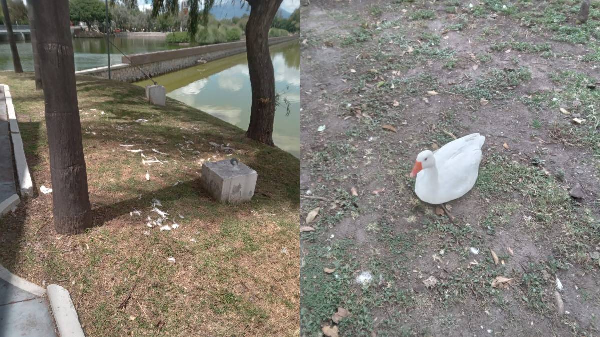 Turistas y poblanos denuncian maltrato animal en Parque Ecológico de Puebla