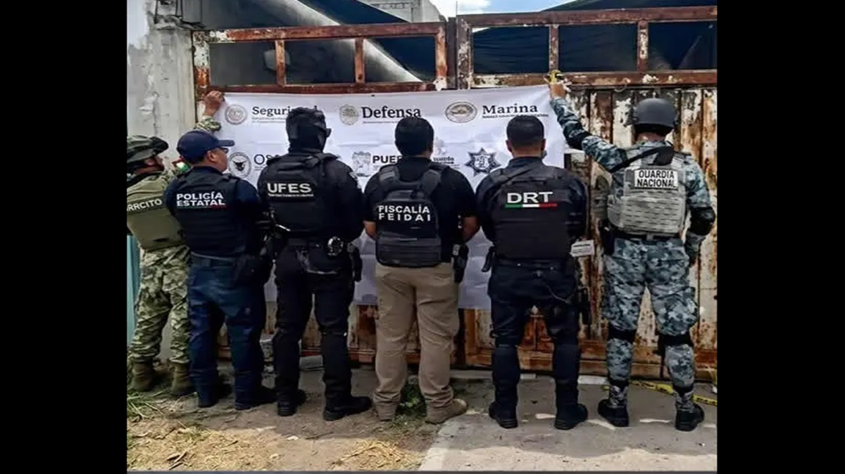 ¿Narcohuerto en la capital? FGE asegura 60 plantas de marihuana en la colonia El Salvador