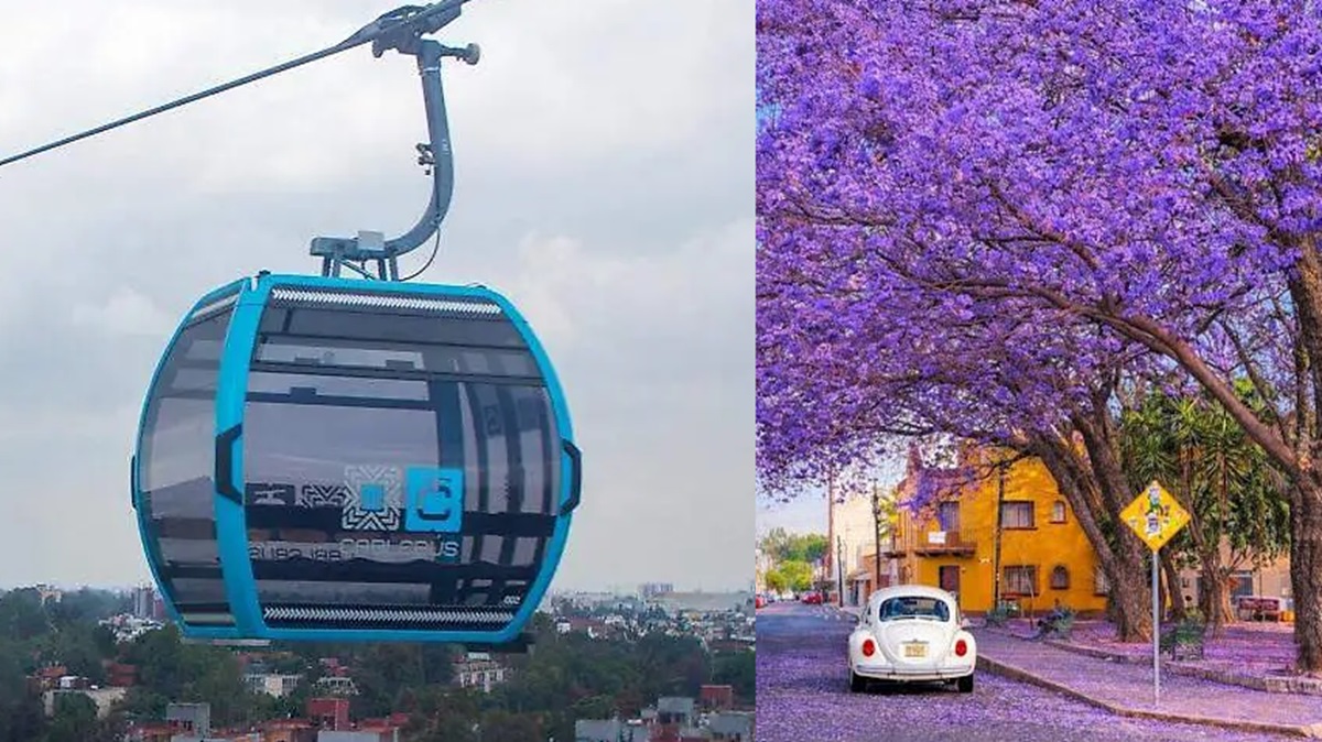 “No se tocará la jacaranda”: Gobierno aclara dudas y frena falsos rumores sobre el Cablebús.