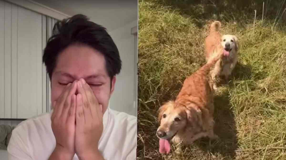 Tras violento asalto en Huauchinango, hombre busca desesperadamente a Mía y Camila, sus dos Golden Retriever
