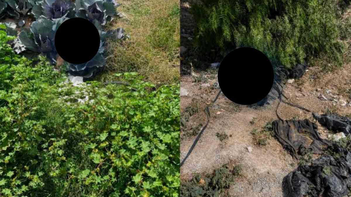 Hallan muertos a dos cachorros con las patas atadas en Quecholac; vecinos piden investigar posible crueldad animal