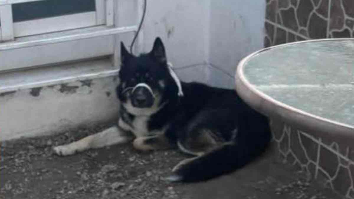 Denuncian a TendenciAStilo en Puebla por cruel maltrato a perro