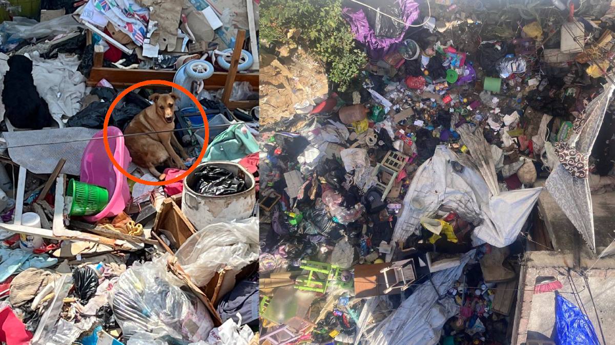 Vecinos de Granjas de San Isidro denuncian presunto maltrato animal y condiciones insalubres en un domicilio