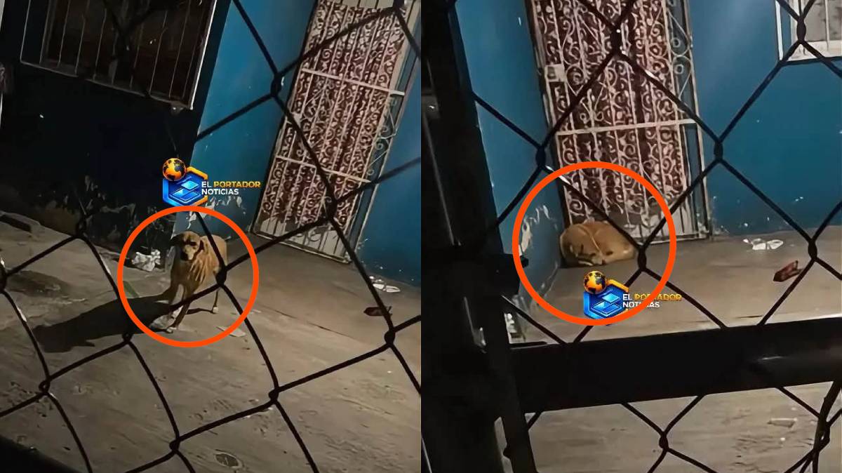 Perrito queda encerrado tras mudanza de sus dueños y vecinos piden rescate en Izúcar de Matamoros