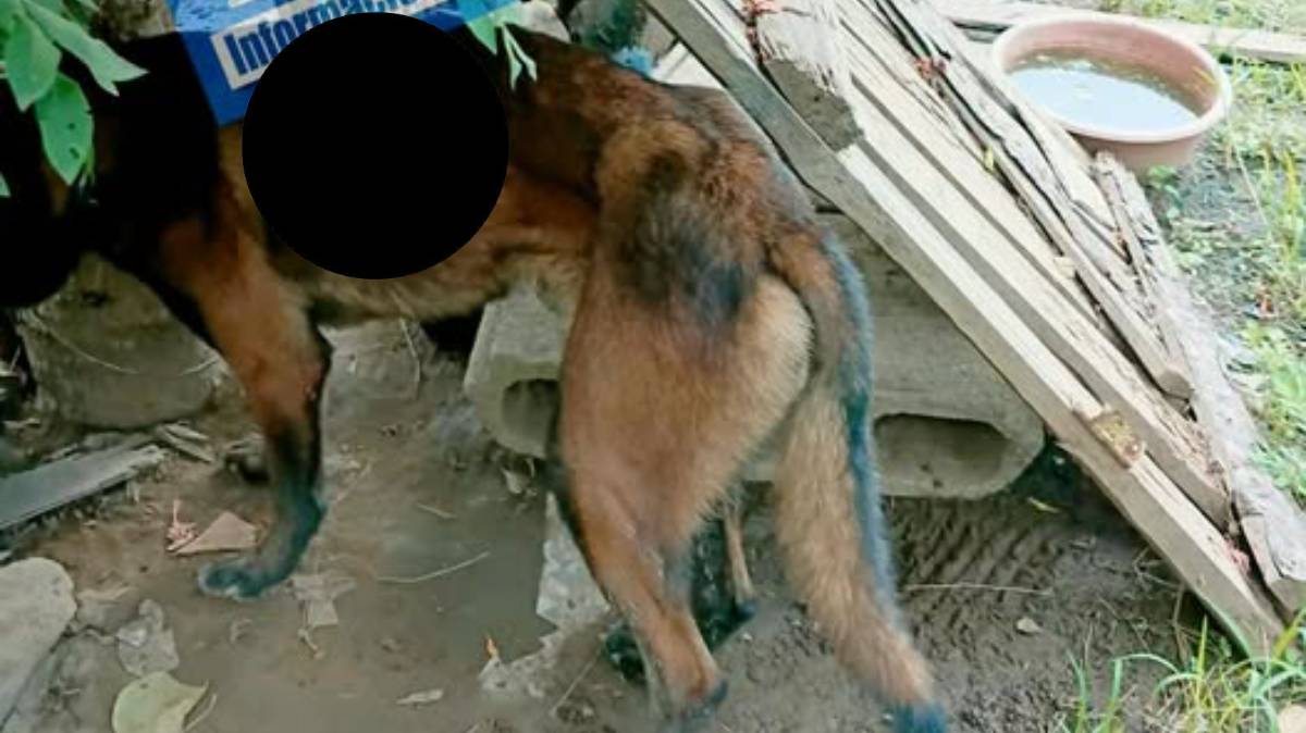 Reportan presunto maltrato animal en María Andrea; denuncian que un perro permanece amarrado sin comida ni agua