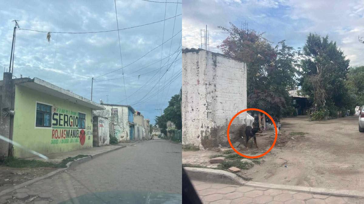Denuncian abandono de perros en Amozoc: llevan más de un año expuestos al sol, lluvia y frío