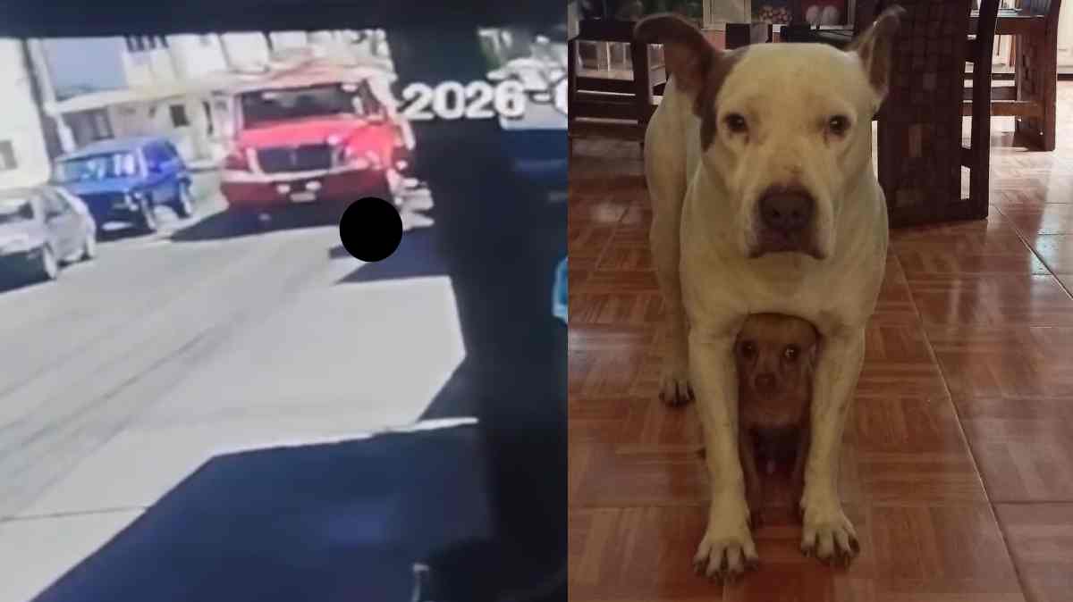Pipa de agua atropella y mata a perro de compañía en Puebla; familia busca identificar al conductor