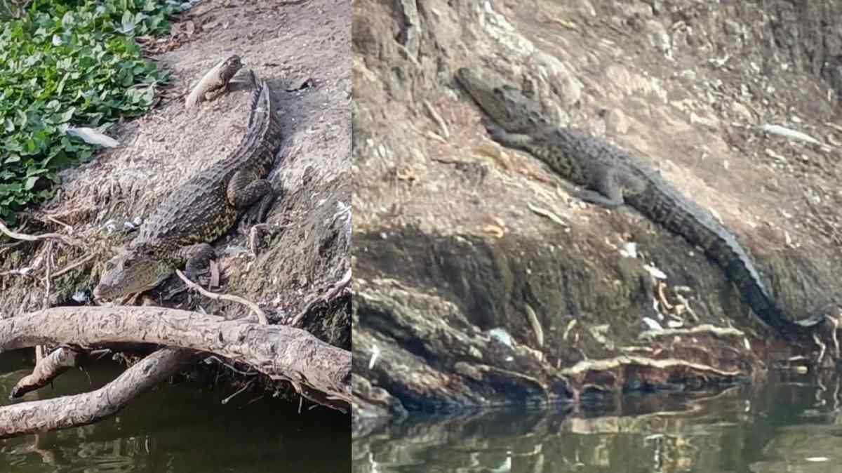 Buscan reubicar a cocodrilo abandonado en la Laguna de San Baltazar, en Puebla