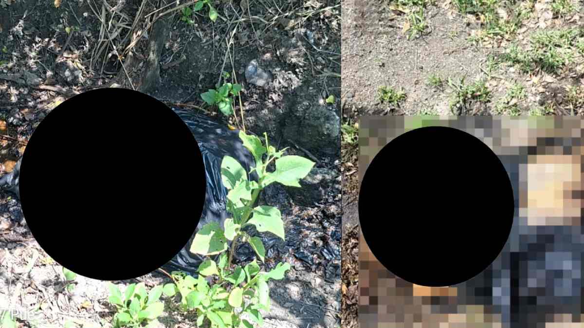 Hallan cuerpo dentro de bolsas en campo de caña de Izúcar de Matamoros; permanece como desconocido