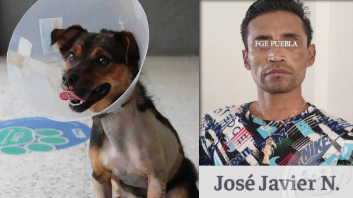 Enedina sobrevivió: condenan a responsable de lanzar a una perrita desde un tercer piso en Puebla