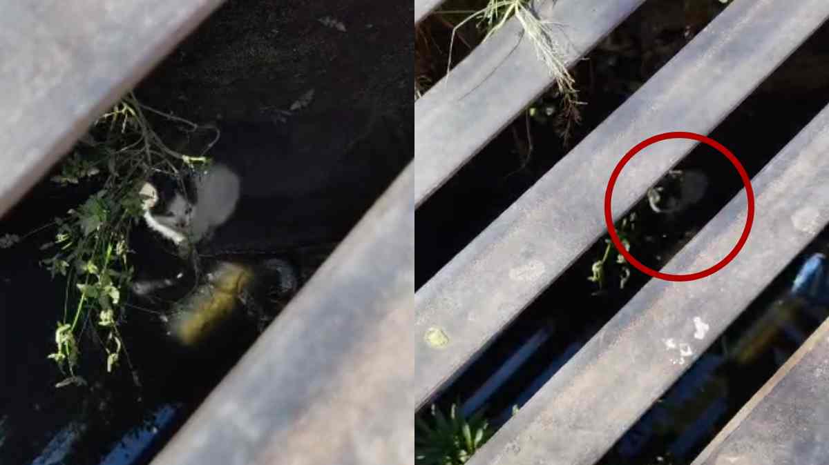 Piden ayuda para rescatar a gatito atrapado en una alcantarilla en Loma Bella