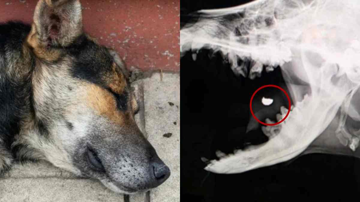 Perrita enfrenta a asaltante para defender a trabajadoras y termina baleada en Puebla