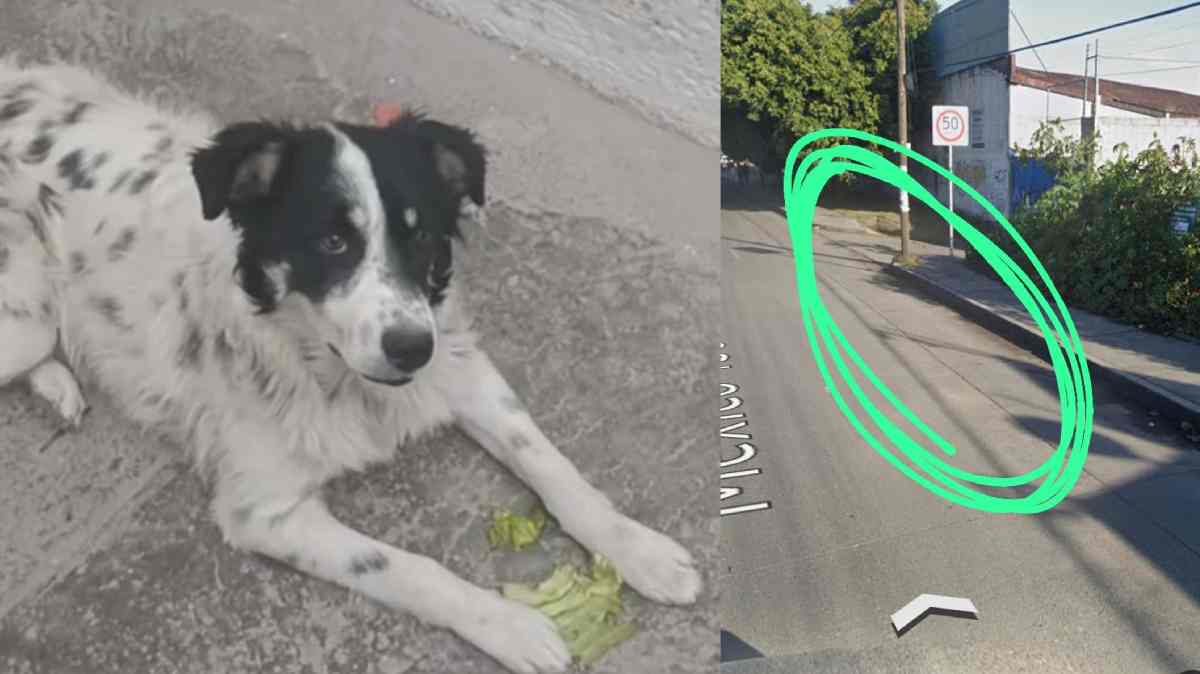 Buscan a Borrego, perro atropellado que desapareció tras quedar herido en Joaquín Colombres