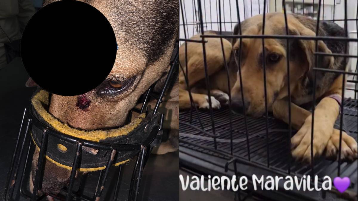 Perrita baleada defendiendo despachadora en Puebla; dueña insensible de Oktan había amenazado con envenenarla